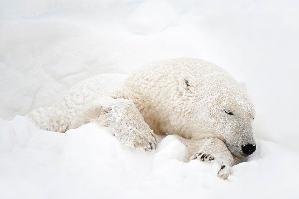 Canada-Manitoba-Churchill Polar bear sleeping in snow